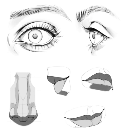 anatomia i proporcje twarzy w rysowaniu portretów