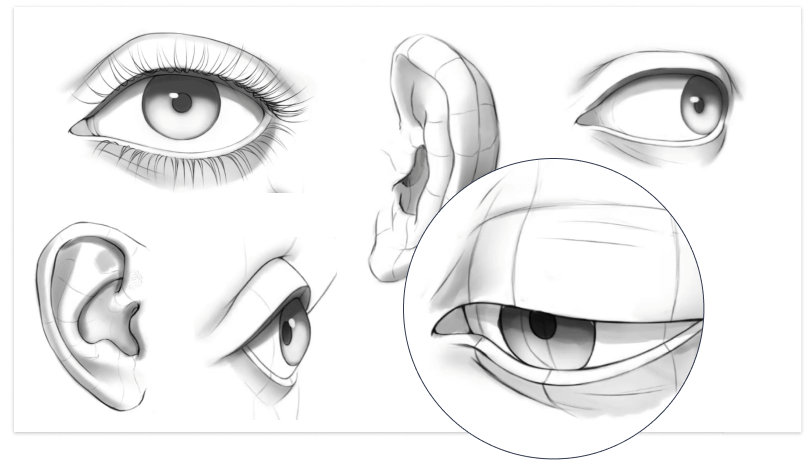 anatomia i proporcje w rysowaniu ludzi